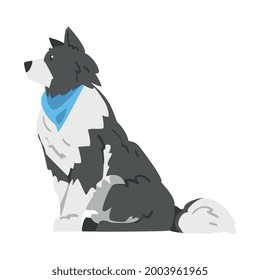 Sitting Border Collie Dog, Side View of Smart Shepherd Pet Animal with Black White Coat Cartoon Vector Illustration