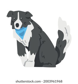 Sitting Border Collie Dog, Side View of Smart Shepherd Pet Animal with Black White Coat in Blue Neckerchief Cartoon Vector Illustration