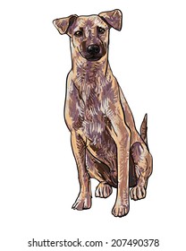 Sitting brown dog looking curious like watching something