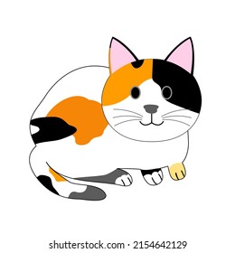 Sitting Calico Cat With White Background