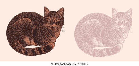 Sitting cat. Design set. Hand drawn engraving. Editable vector vintage illustration. Isolated on light background. 8 EPS 