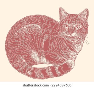 Sitting cat. Editable hand drawn illustration. Vector vintage engraving. Isolated on light background. 8 eps