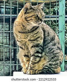  sitting cat in the garden