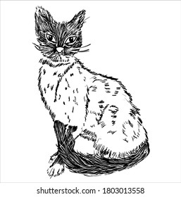Sitting cat isolated on white background. Ink sketch, hand drawing. Cover, illustration, print, design element.