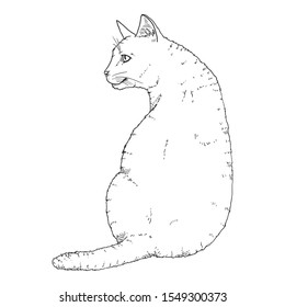 Sitting Cat. Vector Black Sketch Feline Illustration