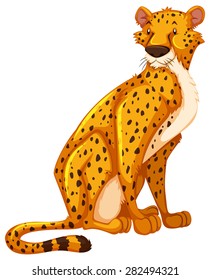 Sitting Cheetah On A White Background