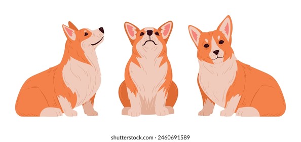 Sitting corgi. Cute purebred corgi pets in sitting pose, domestic pedigree puppies flat vector illustration set. Cartoon happy corgi dogs