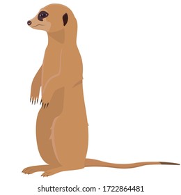 Sitting cute meerkat. African animal in cartoon style.