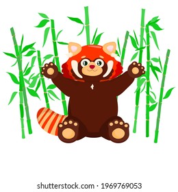 sitting cute red panda with bamboo. little panda. Ailurus fulgens on white background.