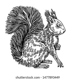 Sitting cute squirrel with fluffy tail. Sketch. Engraving style. Vector illustration.