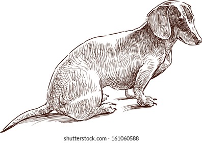 sitting dachshund