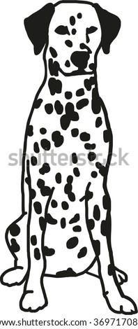 Sitting Dalmatian 