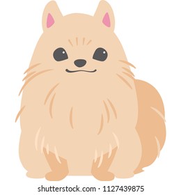 Sitting dog (Pomeranian)