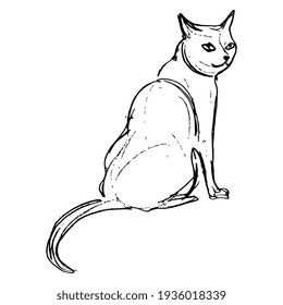 Sitting domestic cat. Hand drawn rough sketch. Black and white linear silhouette. Isolated vector illustration. 