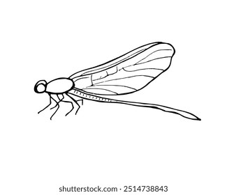 Sitting Dragonfly insect with folded wings vector isolated illustration on white background. Etching drawing of Damselfly in monochrome. Hand drawn element for tattoo, icon, greeting decor.