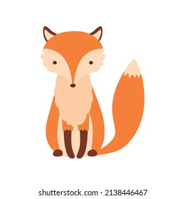 Sitting fox isolated on a white background, head in full face.