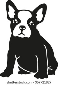 Sitting French bulldog