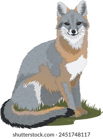 Sitting Gray Fox on Grass