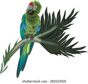 Sitting green macaw parrot