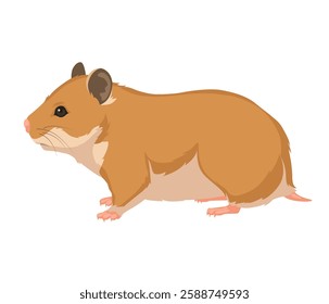 Sitting Hamster front view. Hamster isolated on white background. Hamster icon Vector illustration