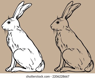 Sitting hare. vector black and white line drawing. For your design and coloring books. Isolated drawing. Hand drawn.