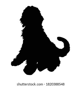 Sitting Labradoodle Dog (Canis Lupus) On a Side View Silhouette Found In Map Of Australia. Good To Use For Element Print Book, Animal Book and Animal Content svg