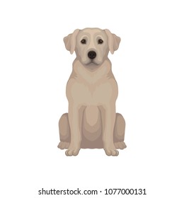 Sitting Labrador retriever. Dog with short beige hair and adorable muzzle. Detailed vector for cynology club, zoo store or animal clinic