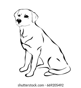 Sitting labrador. Sketch vector illustration