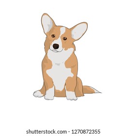 sitting Lovely Corgi Dog / Puppy - vector , clipart