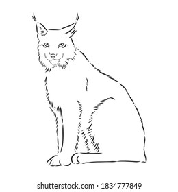 Sitting Lynx Design - Wild Bobcat Black And White Vector Outline, Lynx , Vector Sketch Illustration