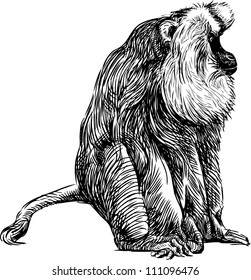 sitting monkey