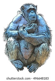 Sitting Monkey - chimpanzee. Color vector drawing