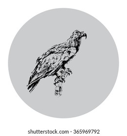 Sitting on a branch of a hawk. Hand graphics