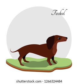 Sitting on the grass. Waiting for her master. Beautiful animal. Dachshund. Brown dog. Teckel dog. Brown small dog