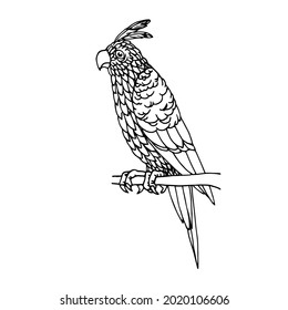 sitting parrot with a crest, tropical bird, for decorative ornaments, vector illustration with black ink contour lines isolated on a white background in doodle and hand drawn style