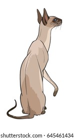 Sitting pedigree cat, rear view. Oriental siamese cat breed. Vector illustration isolated on white background. Fawn coat with brown muzzle and blue eyes.