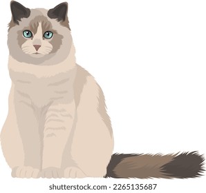 Sitting purebred white-gray cat with blue eyes and long hair