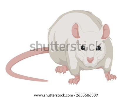 Sitting Rat front view full face. Rat isolated on white background. Rat icon Vector illustration