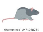Sitting Rat front view. Little house mice or rat character with long tail isolated on white background. Rat icon Vector illustration.