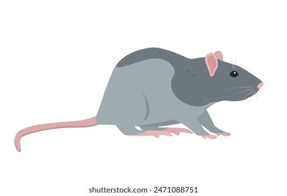 Rata sentada vista frontal. Pequeños ratones de casa o personaje de rata con cola larga aislado sobre fondo blanco. Icono de rata Ilustración vectorial.