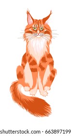Sitting red cat with big hairy tail. Pedigree Maine Coon cat with yellow eyes. Vector illustration isolated on white background.