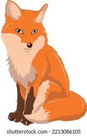 Sitting red fox, vector illustration.