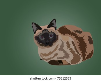 sitting siamese cat on the green background
