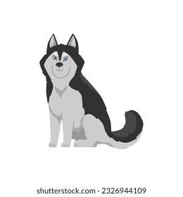 Sitting smiling blue-eyed husky dog flat style, vector illustration isolated on white background. Decorative design element, cute funny animal, pedigree dog.