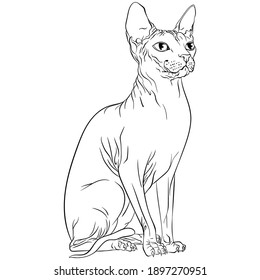 Sitting Sphynx cat looking to the side. Line art vector illustration suitable for coloring book page. Print in hand draw style isolated on white background. Hairless cat in simple sketch style.