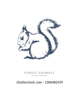 Sitting squirrel monochrome hand drawn sketch. Wildlife vector illustration. Forest animal.