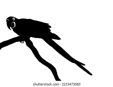 Sitting (Standing) Macaw Bird Silhouette for Logo, Pictogram, Art Illustration, Website or Graphic Design Element. Vector Illustration