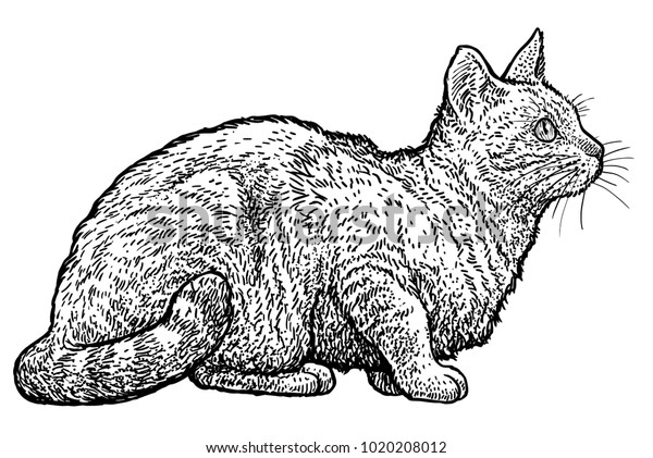 猫のイラスト 猫の絵 彫刻 インク ラインアート ベクター画像 のベクター画像素材 ロイヤリティフリー