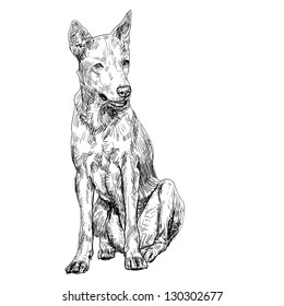 The sitting thai dog on the white background.