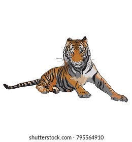 Sitting Tiger. Illustration Drawing Vector